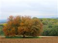 Autumn colours on the Cotswold Way