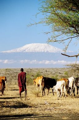 Maasai and animals