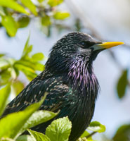 A starling (Sturnus vulgaris)