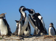 Adult African penguins engage in mutual preening on the beach