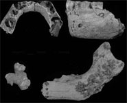 Parts of four mandibles (lower jaw bones) found in the Sima de las Palomas region of Murcia, Spain