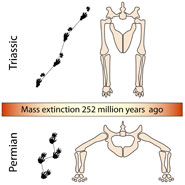 Reptile posture before and after the mass extinction.