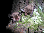 Two Bechstein's bats (Myotis bechsteinii) on moss