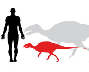Magyarosaurus (top) and Zalmoxes (bottom) from Haţeg. A dwarf sauropod and dwarf ornithopod, respectively, reconstructed beside their nearest normal-sized relatives that were twice the length and eight times the body mass of their dwarf cousins.