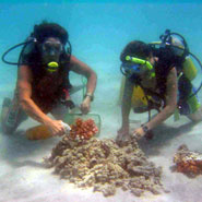 Clearing the artificial reefs