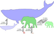 Large evolutionary changes in body size take a very long time. The minimum time to evolve from mouse-sized to elephant-sized is around 24 million generations, according to the work of Alistair Evans and co-authors. Transformations can happen much faster in animals that live in the water: an increase from rabbit-sized to elephant-sized would take at least 5 million generations, but the equivalent c