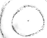 A photograph of particles trapped using a first-order Bessel function of the first kind