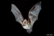 Grey long-eared bat, Plecotus austriacus, in flight