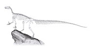 Thecodontosaurs antiquus - Skeleton