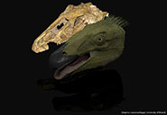 Original fossil of Erlikosaurus andrewsi (back) and life reconstruction (front) depicting the animal with a keratinous beak