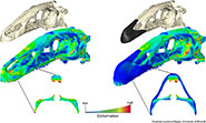 Computer models of the skull of Erlikosaurus andrewsi without (left) and with keratinous beak (right); colour plots resulting from finite element analysis show the degree of deformation in the different skull configurations