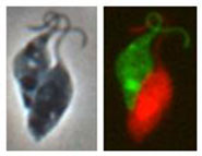 Image of mating trypanosomes
