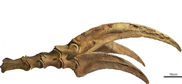 Image of the claw of Therizinosaurus cheloniformes 