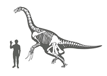 Image showing size of Therizinosaurus cheloniformes compared to a man
