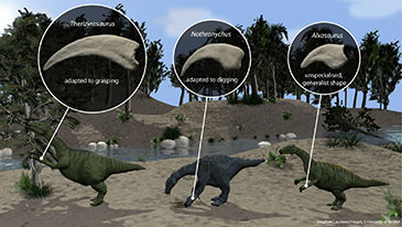 Illustration showing different claw shapes in therizinosaur dinosaurs and the adaptation to specific functions