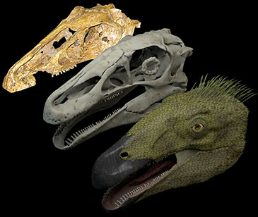 Reconstruction of the Cretaceous therizinosaur Erlikosaurus andrewsi: original fossil (back), reconstructed digital skull model (middle), and life-reconstruction (front)