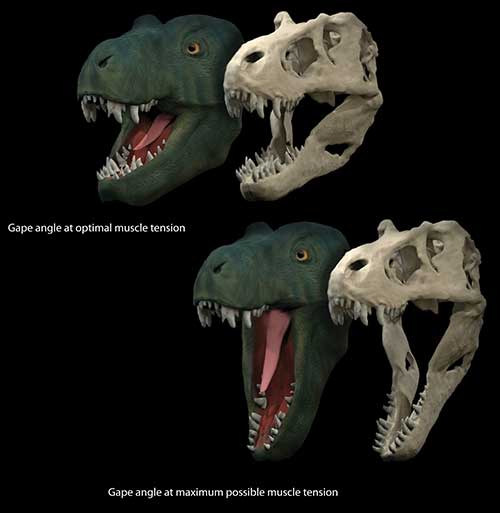 Image showing a life reconstruction and skull model of Tyrannosaurus rex showing the jaw gape at optimal position to produce muscle force and the maximal possible jaw gape. 