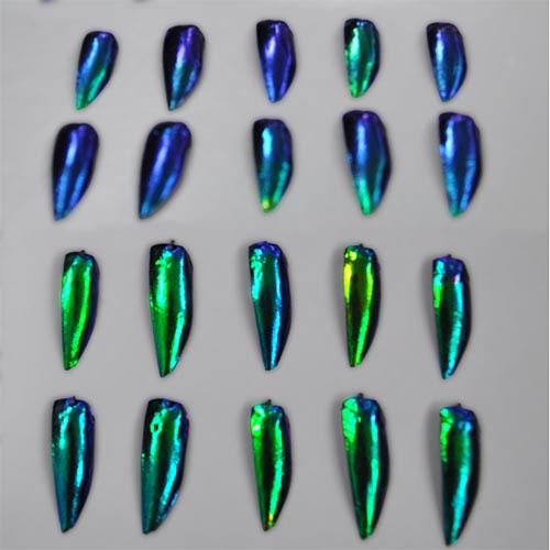 Demonstration of Jewel Beetles angle-dependent change in colours from three different angles
