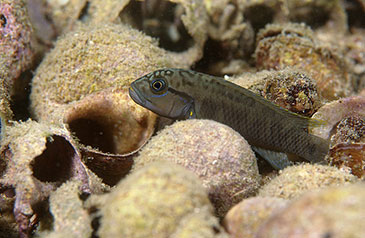 Image of the cichlid fish Telmatochromis temporalis 