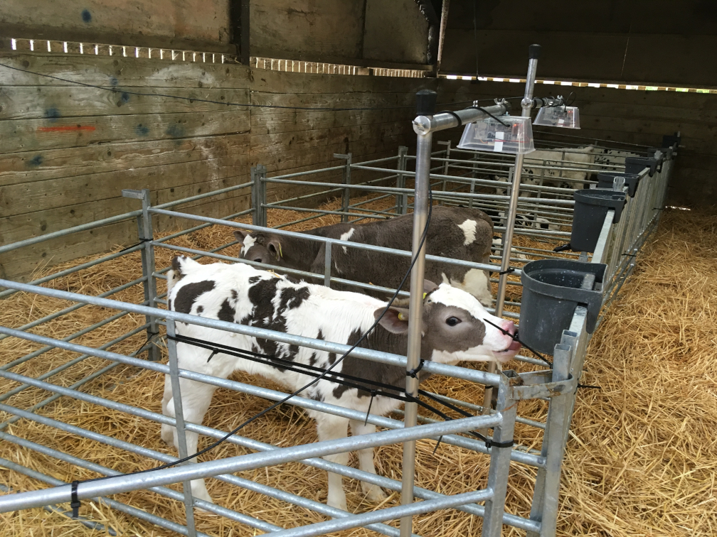 Automatic disease detection in calves - farm example