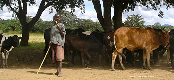 young boy herding cattle with stick
