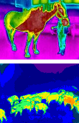 Horse and pigs thermogram