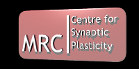 Logo for the MRC centre for synaptic Plasticity
