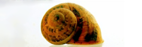 A snail shell.